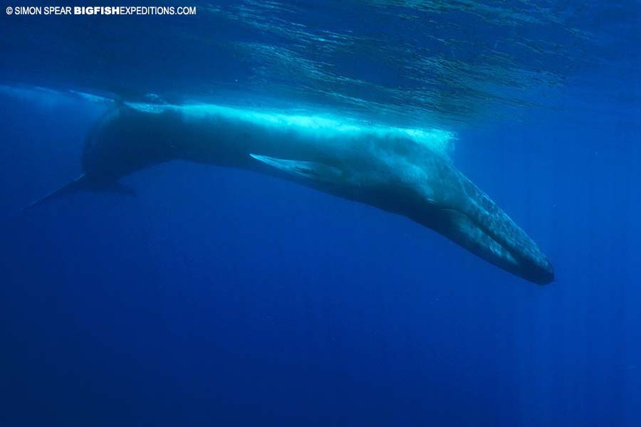 Snorkeling with blue whales.