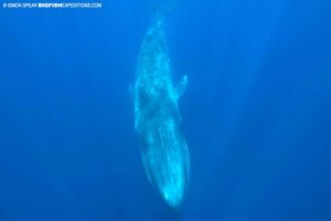 Snorkeling with blue whales