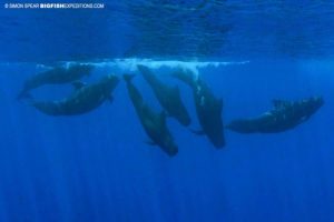 Snorkeling with pilot whales and false orcas.