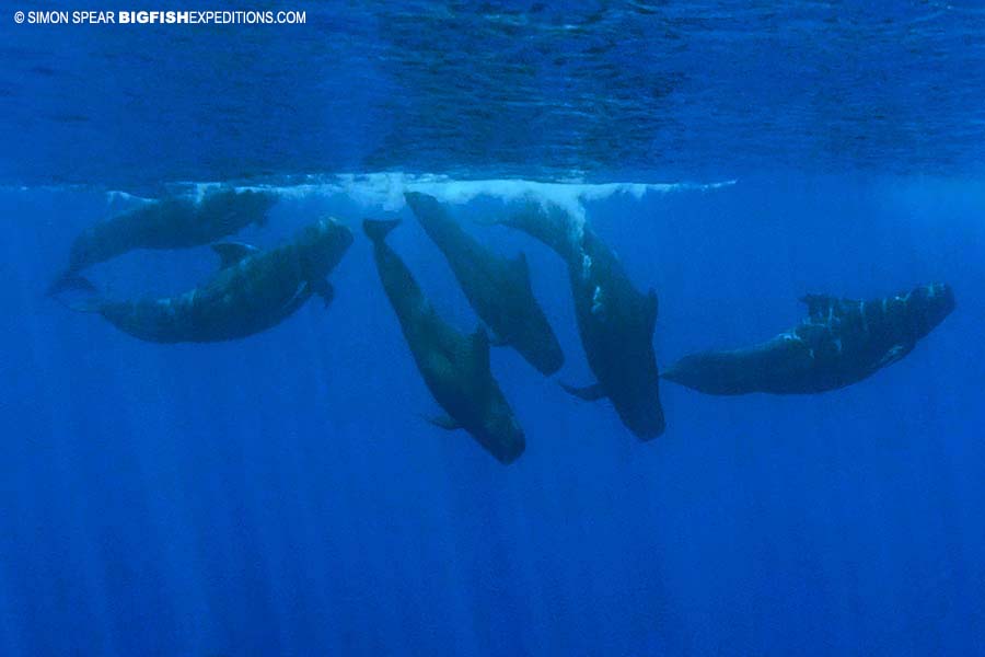 Snorkeling with pilot whales and false orcas.