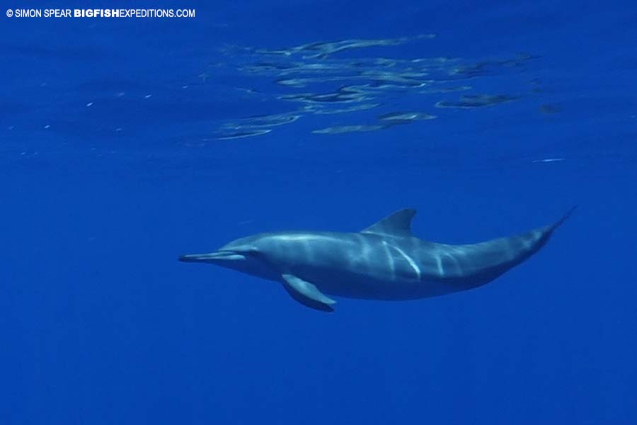 Snorkeling with spinner dolphins