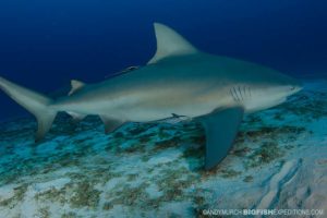 Bull shark diving