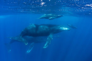 Diving with Humpback Whales in Costa Rica.