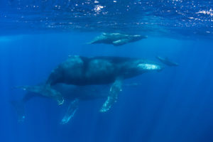 Diving with Humpback Whales in Costa Rica.