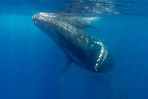 Diving with humpback whales in Costa Rica.