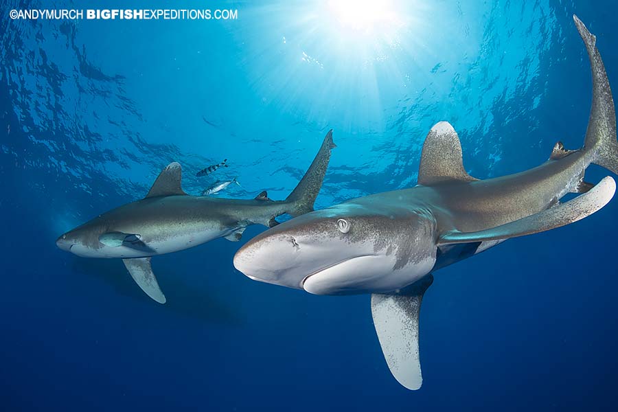 Diving with Oceanic Whitetip Sharks
