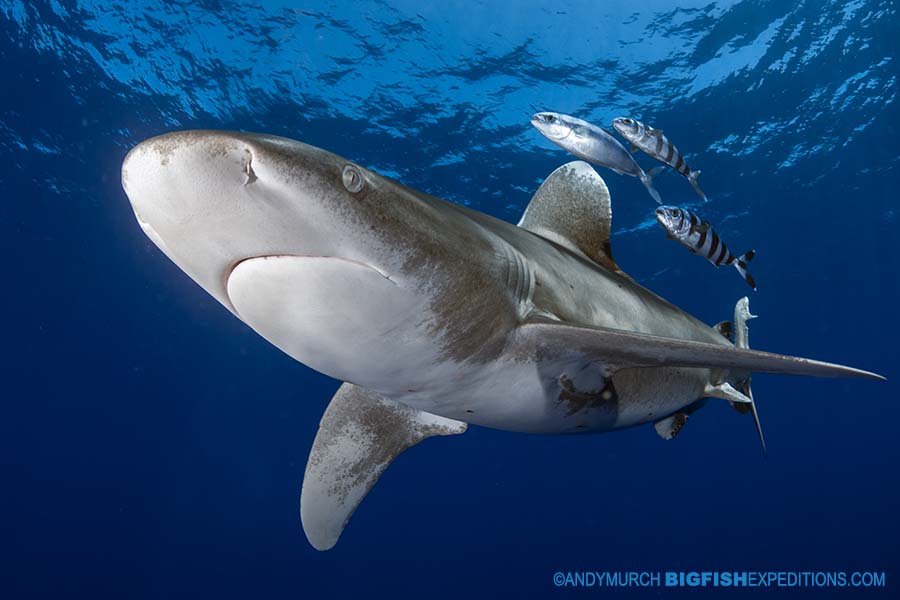 Diving with Oceanic whitetip sharks.