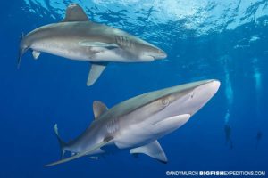 Silky shark and oceanic shark.