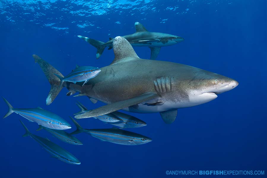 Diving with Oceanic Whitetip Sharks