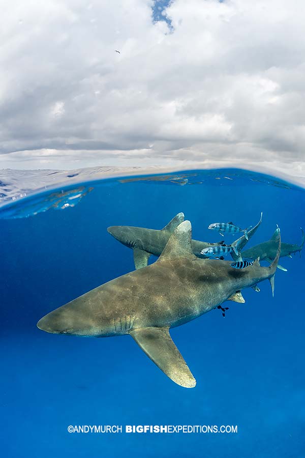 Oceanic Whitetip shark over under.