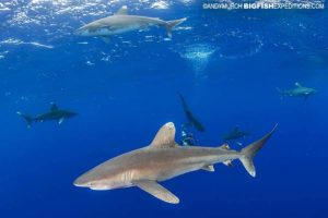Diving with lots of oceanic whitetip sharks.