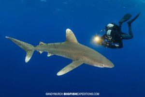 Diver with Oceanic Whitetip Shark