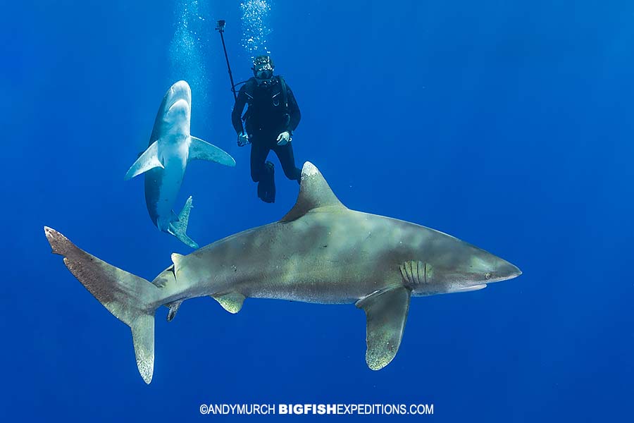 Diving with Oceanic Whitetip Sharks