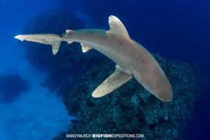 Oceanic whitetip shark on the reef