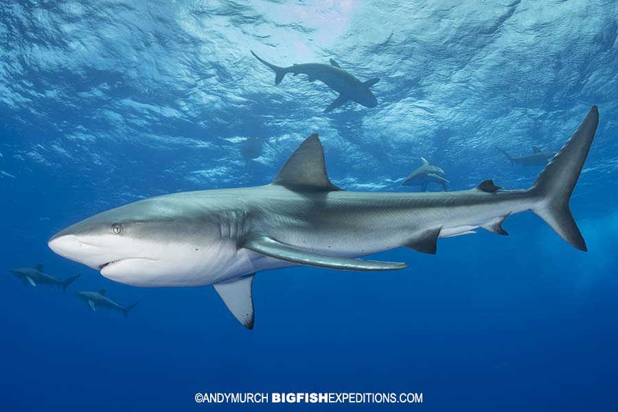 Diving with dusky sharks