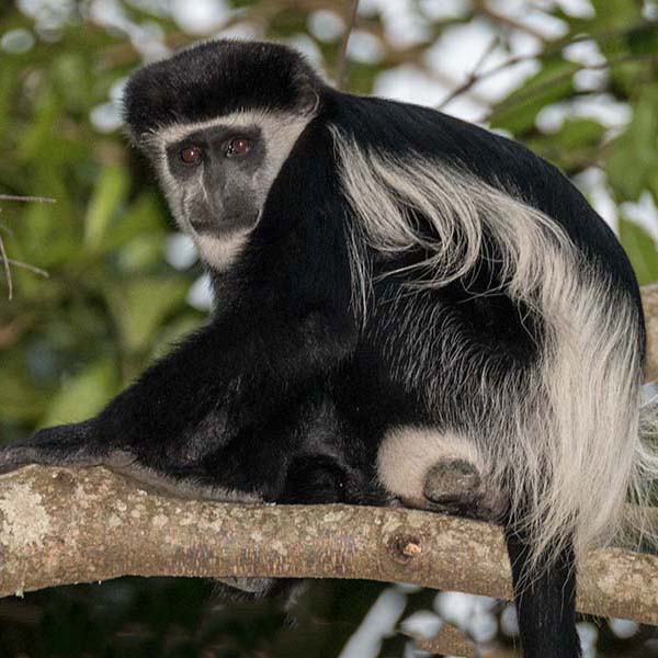 Guereza Colobus while gorilla trekking.