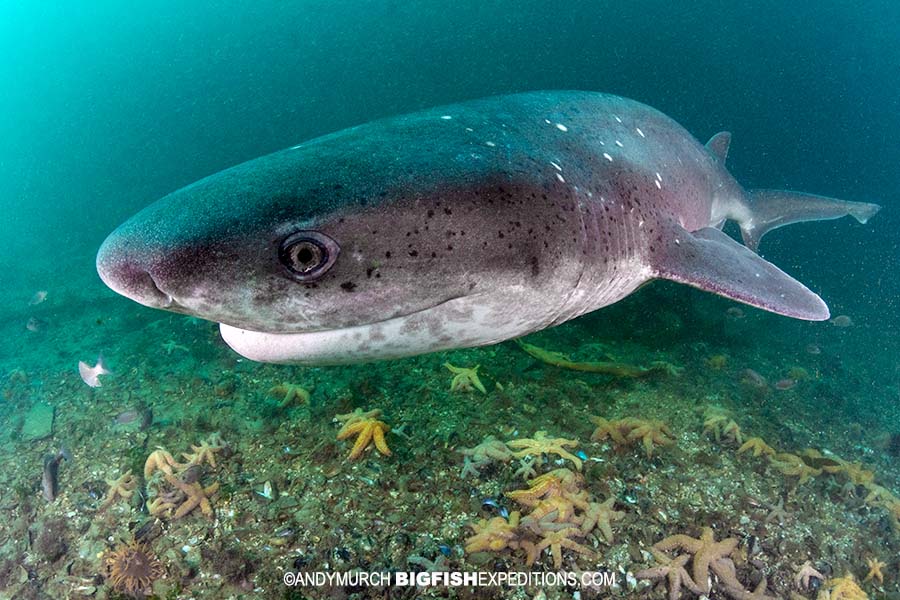 Diving with Sevengill Sharks in South Africa.