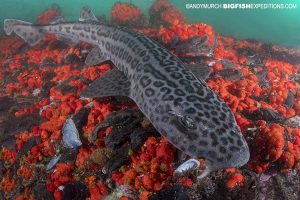 Leopard catshark diving