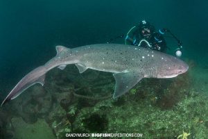 Diver photographing a sevengill shark in South Africa.