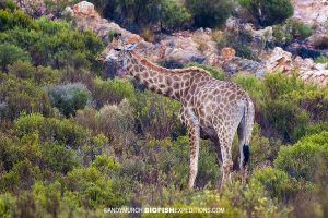 Giraffe in South Africa.