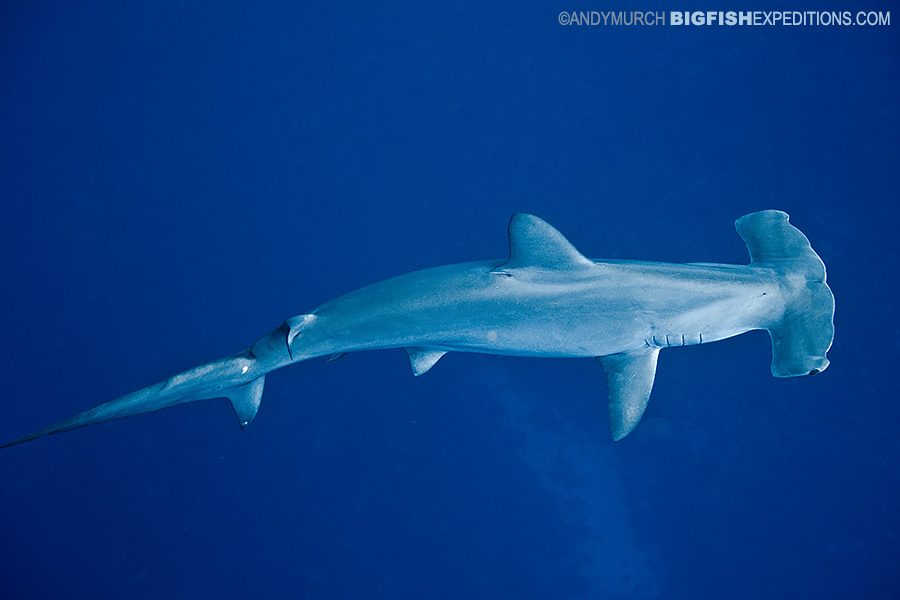 Scalloped Hammerhead | Big Fish Expeditions