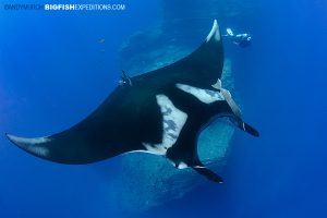 Socorro Manta diving