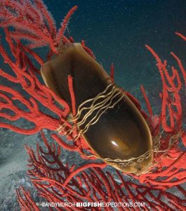 Shark egg case on the South African Shark Safari 2019.