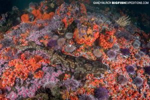 Diving with endemic catsharks on the South African Shark Safari 2019.