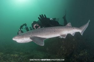 Juvenile sevengill shark