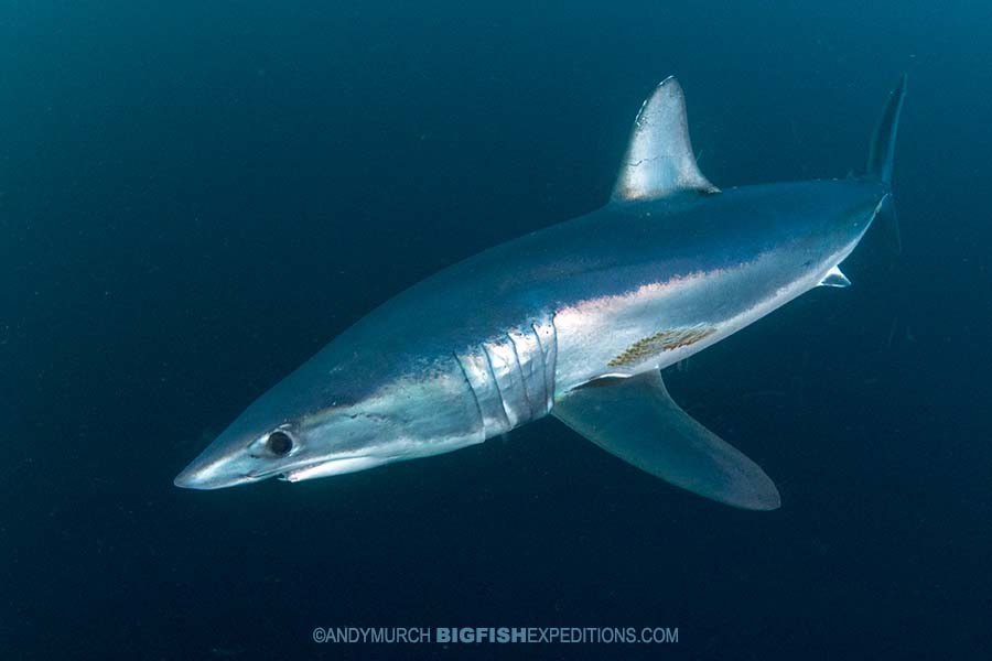 Diving with makos in South Africa.