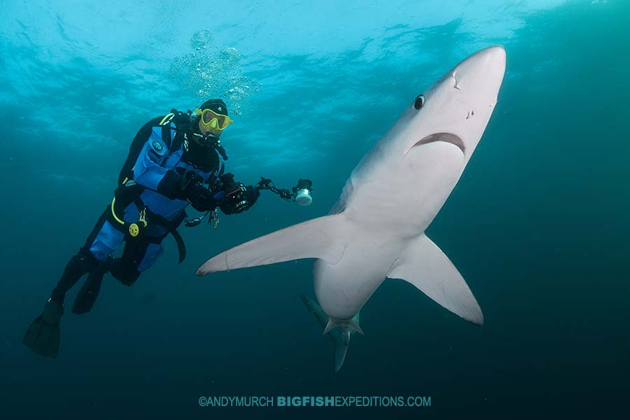 Diving with blue sharks on the South African Shark Safari 2019.
