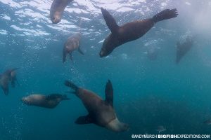 Diving with cape fur seals in False Bay, South Africa.