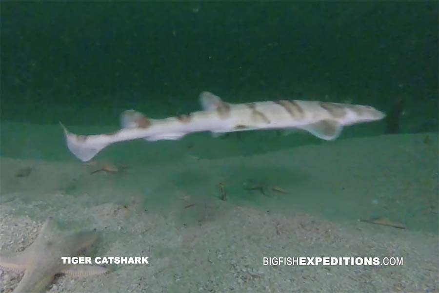 Tiger Catshark in South Africa.