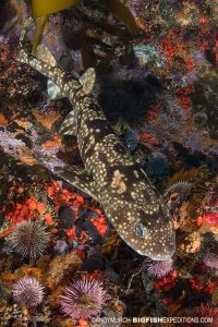 South African Shark Diving Safari