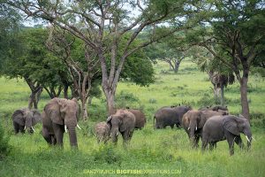 Elephant herd on safari in Uganda