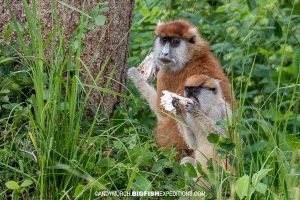 Patas monkeys. Gorilla trekking.