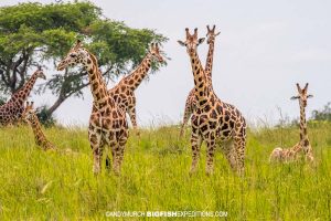 Rothschild giraffes in Uganda Safari.