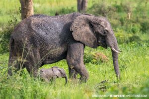 Elephants. Gorilla Trekking in Uganda.