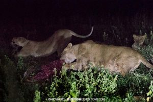 Lions on a fresh kill. Safari