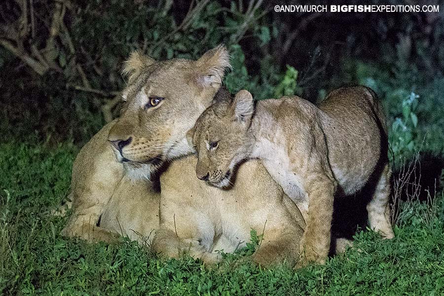 Lion cub with lioness