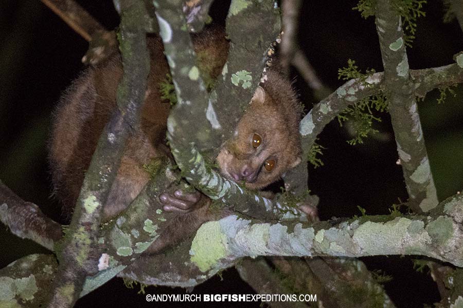 Potto or slow loris on a night walk in Kibale, Uganda.