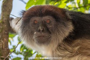 Ashy Red Colobus Monkey. Gorilla trekking.