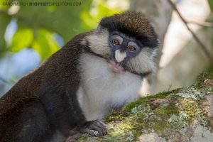 Redtail Monkey in Kibale. Gorilla trekking.