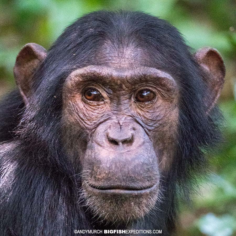 Chimpanzee trekking in Kibale.