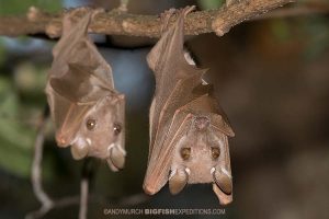 Epauletted Fruit Bats in kibale. Chimpanzee trekking.