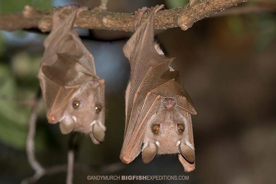 Epauletted Fruit Bats in kibale. Chimpanzee trekking.