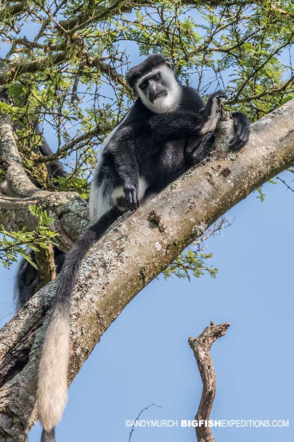 Guereza Colobus Monkey. Gorilla trekking.