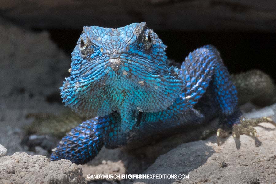 Blue-headed Agama in Queen elizabeth National Park