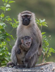 Tantalus monkeys on our Uganda primate safari
