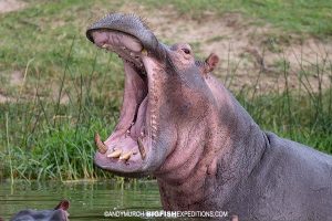 Hippo in the Kazinga Channel